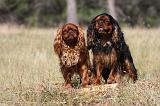 KING CHARLES SPANIEL 158
